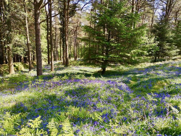 Burrator May2020 SN